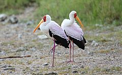 Yellow-billed Stork